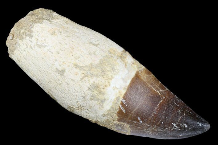 Fossil Rooted Mosasaur (Prognathodon) Tooth - Robust Tooth #174354
